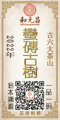 2022蛮砖古树.jpg