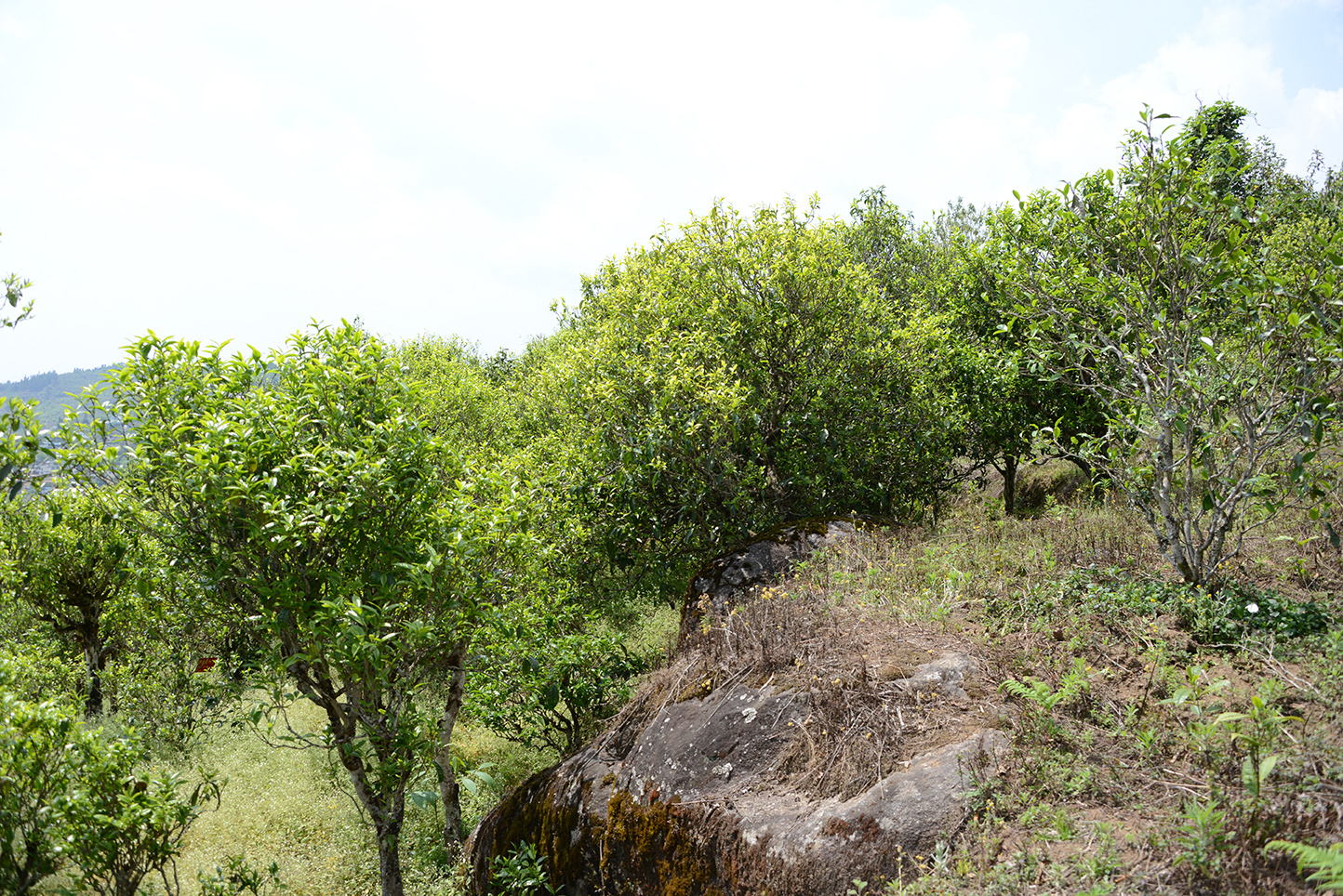 DSC_8391-1.jpg
