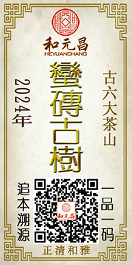 2024蛮砖古树2.jpg